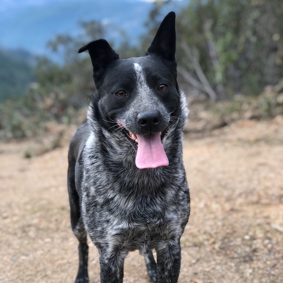 Meet your Posher, Paige - Picture 1 of 1